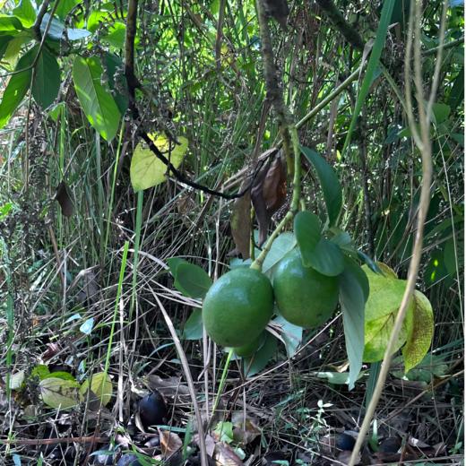 生态牛油果 | 合作生产*Ecological avocado | Partner Production 商品图3
