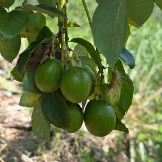 生态牛油果 | 合作生产*Ecological avocado | Partner Production 商品图1