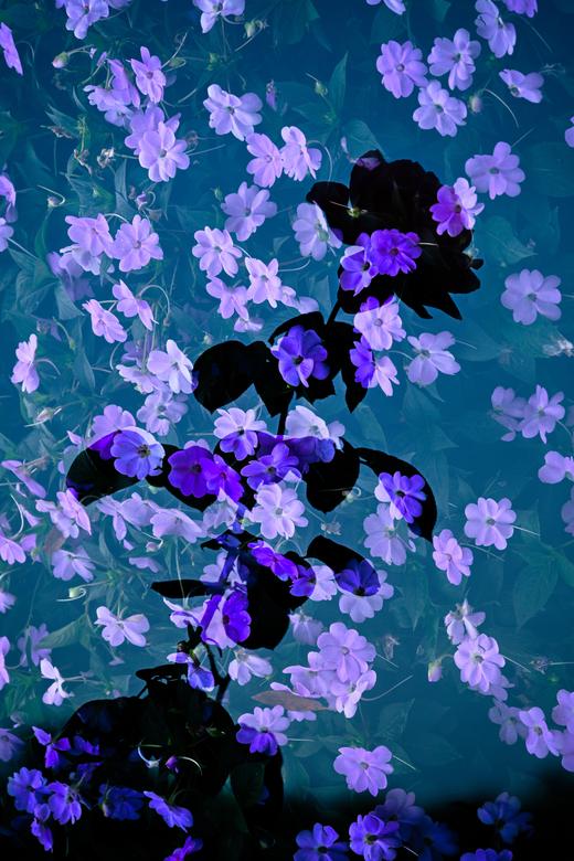 8.13/8.28【繁花叠影】多重曝光外拍活动・花卉篇 商品图7