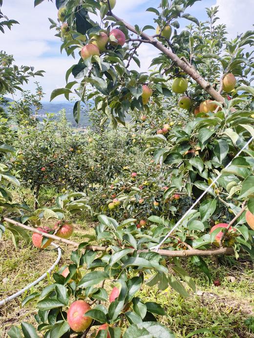 云南高原冰糖心红冠苹果【瑕疵】 3斤装 商品图4