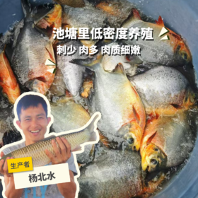 生态鲳鱼 （冷冻，全国可下单）| 绿家自产 * Ecological pomfret | Self-production