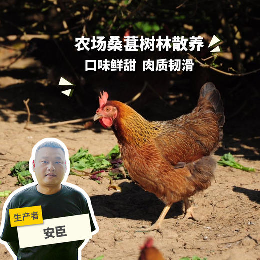 生态小麻鸡肉鸡（母鸡） | 绿家自产* Eco-Chicken | Self-production 商品图0