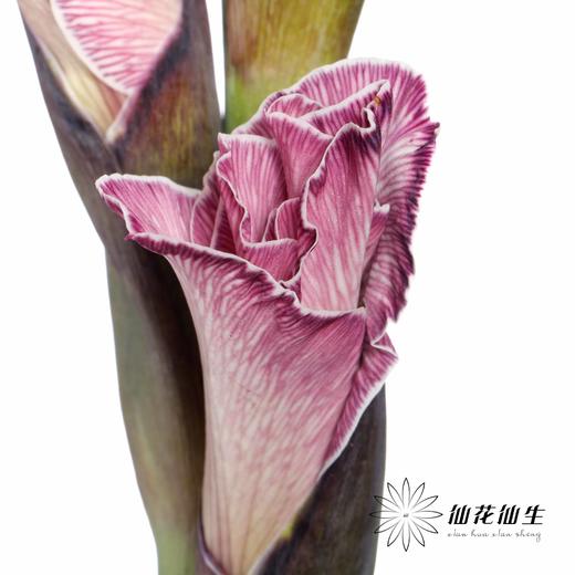 染色剑兰 | 洋葱紫(上色不一,介意慎拍) 商品图2