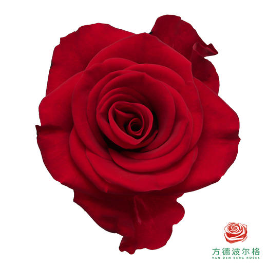 荷冠单头-夜曲 10枝一扎 商品图0