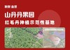 海南保亭直送-7号红毛丹 清甜多汁 吃多不上火的另一种“荔枝” 培育红毛丹20年-山丹丹果园出品 商品缩略图9