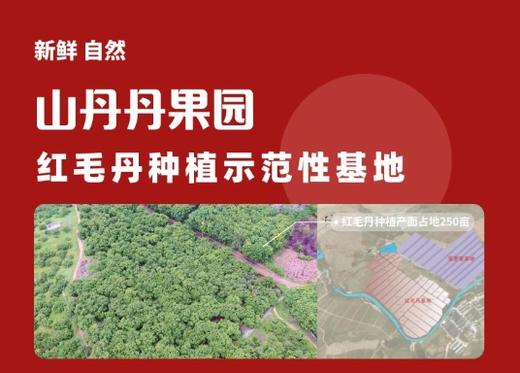 海南保亭直送-7号红毛丹 清甜多汁 吃多不上火的另一种“荔枝” 培育红毛丹20年-山丹丹果园出品 商品图9