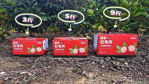 海南保亭直送-7号红毛丹 清甜多汁 吃多不上火的另一种“荔枝” 培育红毛丹20年-山丹丹果园出品 商品图2