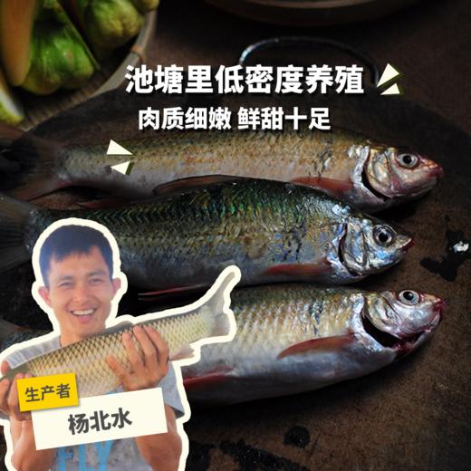 生态土鲮鱼（冷冻，广东省外可下单）  | 绿家自产 * Eco- Dace  | Self-production 商品图0