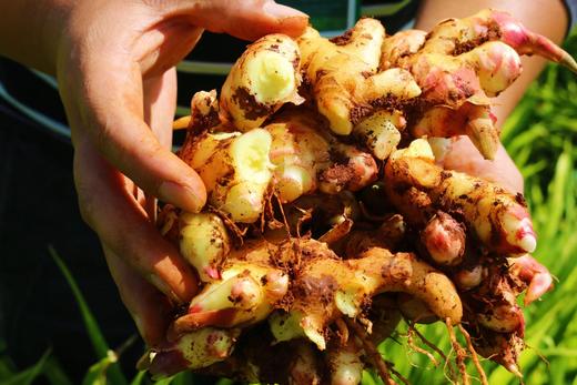 【云南高原头茬嫩姜】现挖现发！海拔2000米高原露天种植｜比普通姜多吸收3倍阳光，无农药/无化肥/不过水/不熏硫，安全放心，姜丝细腻如玉｜辛辣值MAX｜爆汁率92%｜切面金黄透亮 商品图1