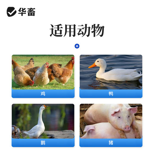华畜兽药硫酸安普霉素可溶性粉兽用正品猪鸡拉稀抗菌消炎大肠杆菌 商品图2