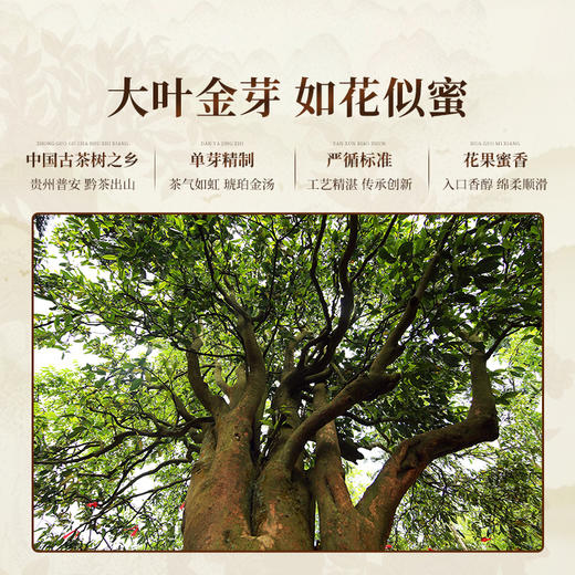 正山堂 普安红·曦 贵州大叶种红茶骏眉中国正宗茶叶罐装自饮送礼 商品图3