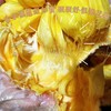 海南三亚直发 大叶黄榴莲蜜 精品榴莲蜜 20年以上老树，专做老树果 商品缩略图4