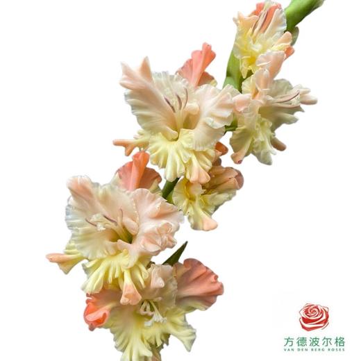 剑兰 伊丽莎白 商品图1