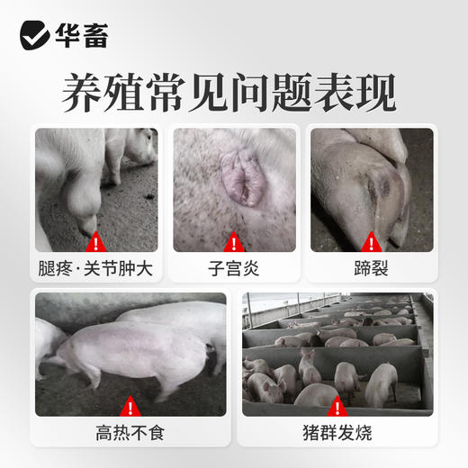 【积分兑换】华畜兽药氟尼辛葡甲胺颗粒兽用猪牛羊退烧关节肿大退烧镇痛消炎药 商品图1