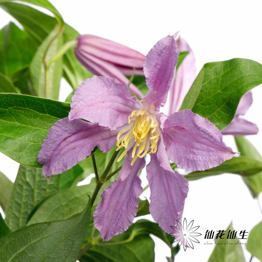 配花 | 铁线莲蓝色河流 商品图2