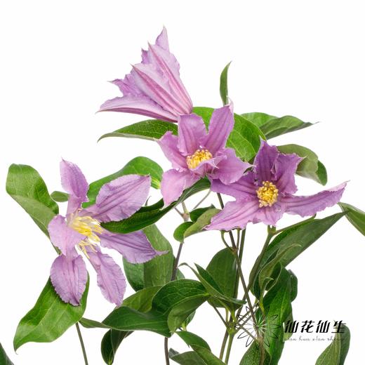 配花 | 铁线莲蓝色河流 商品图1