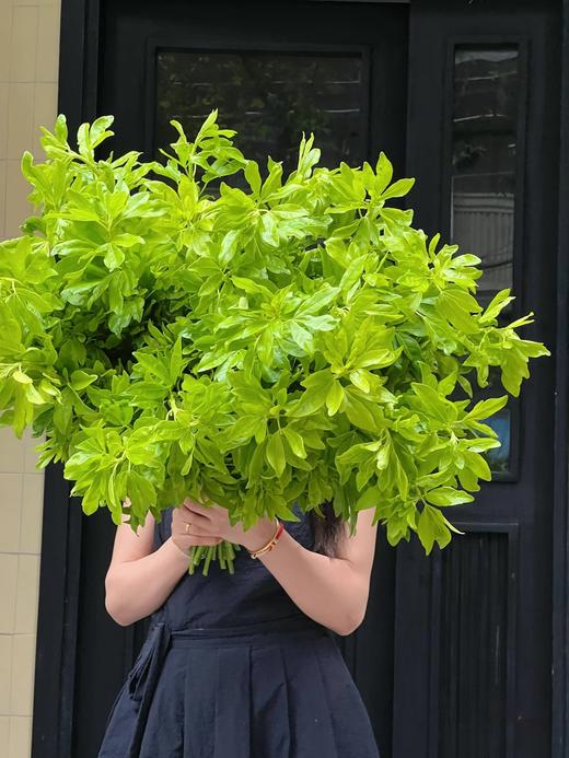 国产墨西哥橘叶1扎 商品图4