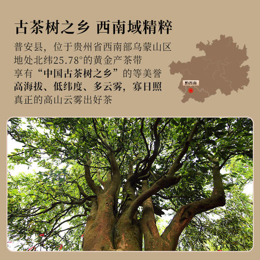 正山堂 普安红·斓 骏眉中国正宗贵州大叶种红茶茶叶罐装自饮送礼 商品图5