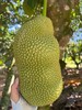 海南三亚直发 大叶黄榴莲蜜 精品榴莲蜜 20年以上老树，专做老树果 商品缩略图0