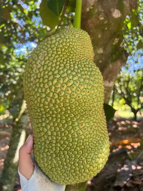 海南三亚直发 大叶黄榴莲蜜 精品榴莲蜜 20年以上老树，专做老树果