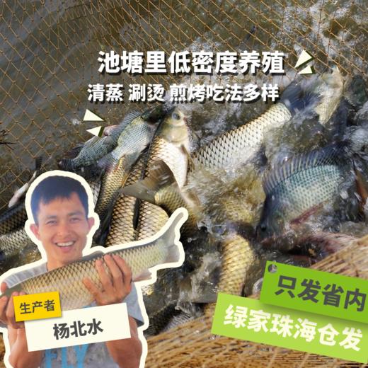 生态草鱼（冷鲜，仅限广东省内下单）  | 绿家自产 * Eco- Grass Carp | Self-production 商品图0