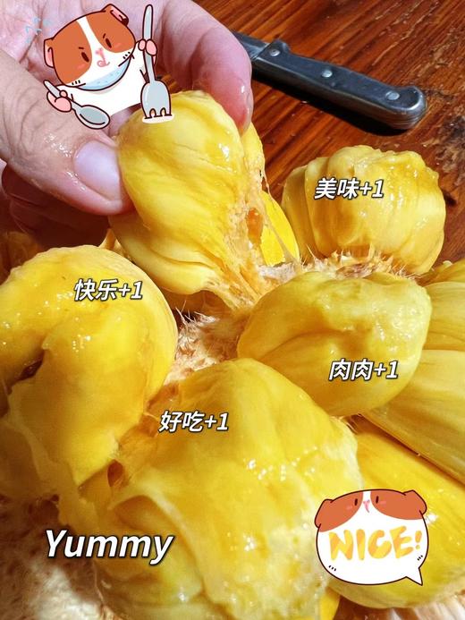 海南三亚直发 大叶黄榴莲蜜 精品榴莲蜜 20年以上老树，专做老树果 商品图3