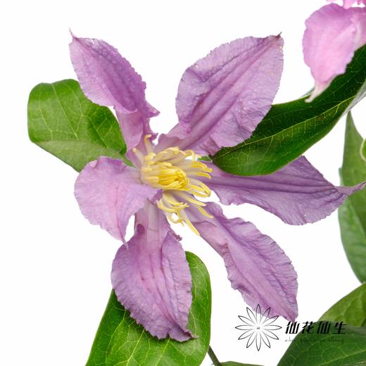 配花 | 铁线莲蓝色河流 商品图0