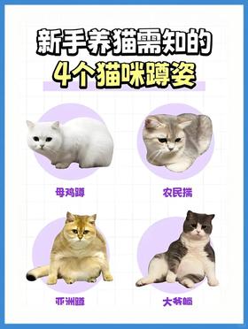 养猫需知的4个猫咪蹲姿🐱