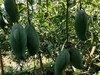 自然农法种植改造第十二年的台农芒果，桂七芒果 商品缩略图9