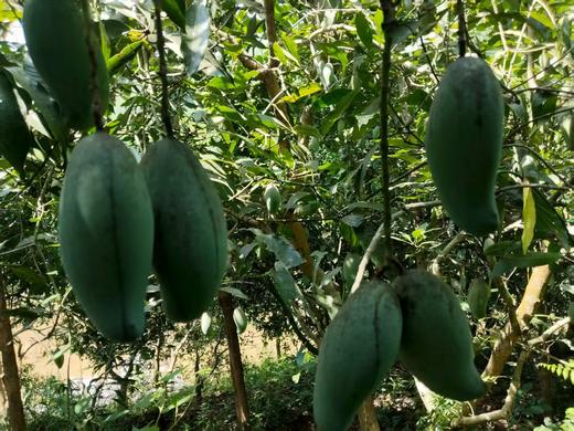 自然农法种植改造第十二年的台农芒果，桂七芒果 商品图9