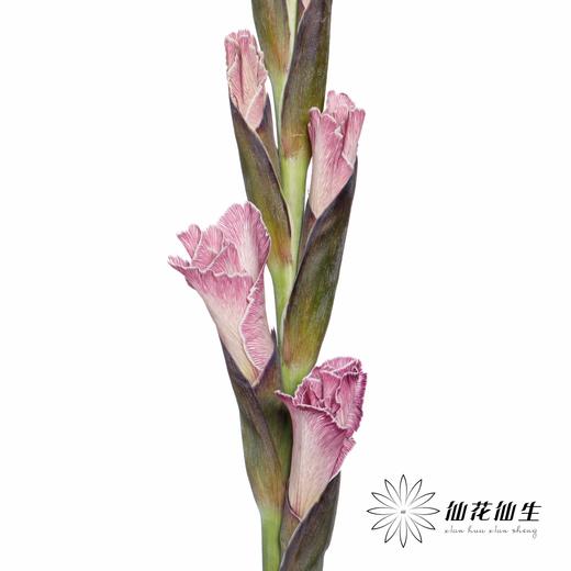 染色剑兰 | 洋葱紫(上色不一,介意慎拍) 商品图4