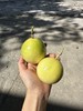 海南三亚直送 黄金百香果-大果/特大果钦蜜9号)  风味浓郁 香甜带一点点酸 彩盒/礼盒装/家庭装 商品缩略图0