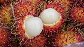 海南保亭直送-7号红毛丹 清甜多汁 吃多不上火的另一种“荔枝” 培育红毛丹20年-山丹丹果园出品