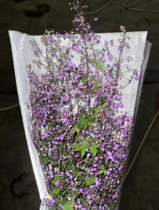 国产稀有小众唐松草6-8支 商品图7