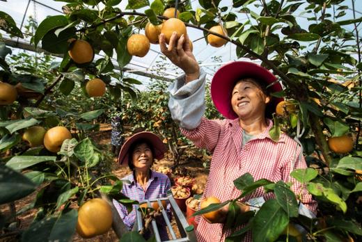 永新蜜梨12个装套袋果清甜多汁新鲜直达 商品图1