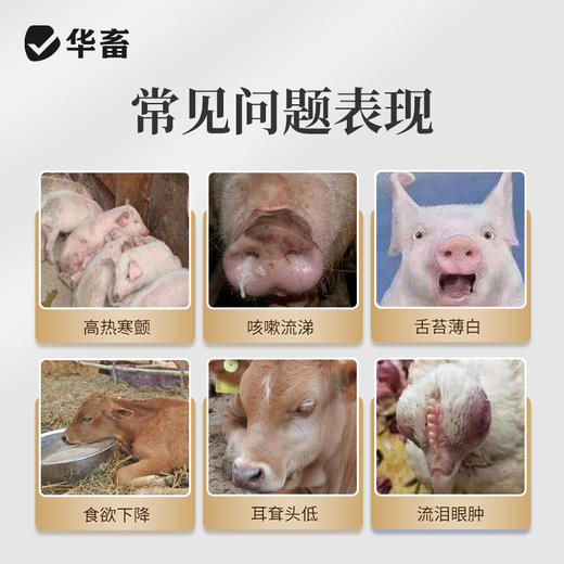 【积分兑换】华畜荆防败毒散感冒流感兽用清瘟解毒中药扶正猪牛羊鸡鸭正品兽药 商品图1