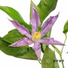 配花 | 铁线莲蓝色河流 商品缩略图3