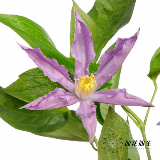 配花 | 铁线莲蓝色河流 商品图3