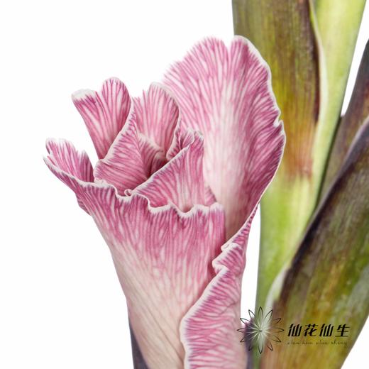 染色剑兰 | 洋葱紫(上色不一,介意慎拍) 商品图6