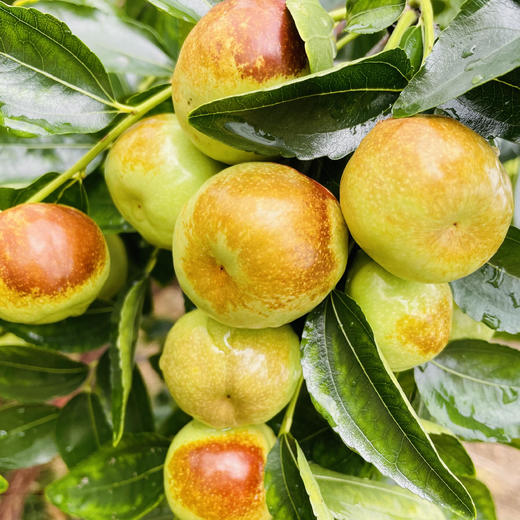 【云南新鲜蟠枣】EMS空运 薄皮蟠枣 脆甜爽口 皮薄肉厚 甘甜清香 口感脆甜 冷藏后口感更佳 4种规格任选 商品图3