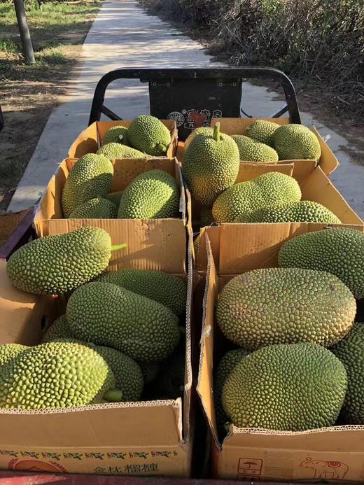 海南三亚直发 大叶黄榴莲蜜 精品榴莲蜜 20年以上老树，专做老树果 商品图2