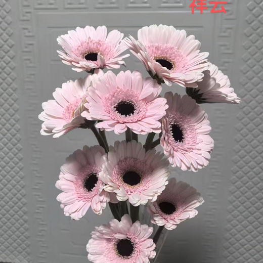 非洲菊.祥云 商品图0