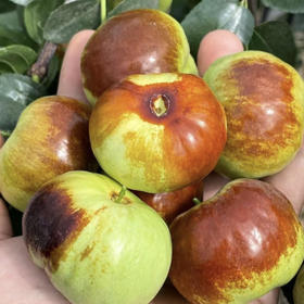 【云南新鲜蟠枣】EMS空运 薄皮蟠枣 脆甜爽口 皮薄肉厚 甘甜清香 口感脆甜 冷藏后口感更佳 4种规格任选