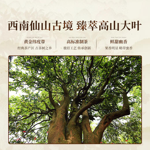 正山堂 普安红·锦 贵州大叶种红茶骏眉中国正宗茶叶罐装自饮送礼 商品图2
