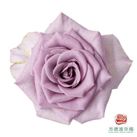 星荷单头-幻影 10枝一扎 商品图0