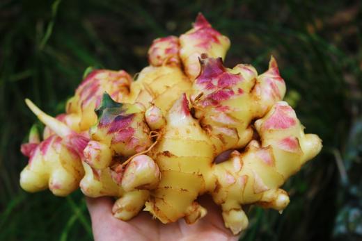 【云南高原头茬嫩姜】现挖现发！海拔2000米高原露天种植｜比普通姜多吸收3倍阳光，无农药/无化肥/不过水/不熏硫，安全放心，姜丝细腻如玉｜辛辣值MAX｜爆汁率92%｜切面金黄透亮 商品图0