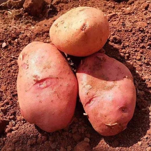 云南高山土豆，1斤，口感粉糯 商品图1