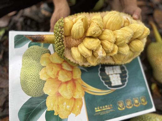 海南三亚直发 大叶黄榴莲蜜 精品榴莲蜜 20年以上老树，专做老树果 商品图9