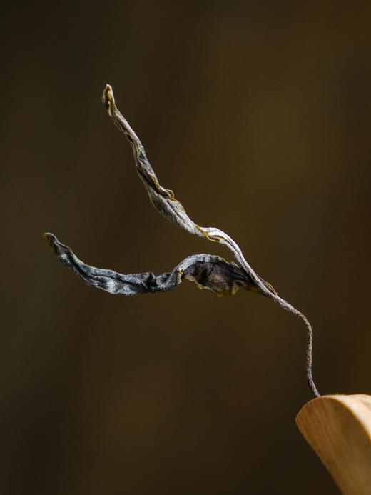 【最后库存，即将售罄】应茶友需求，补充大分量500g装，助农产品【黄草林单株】2025年头春古树单株！！临沧茶区！香甜可口！！补贴价为黄草林品质证明，只为让更多的茶友认识到小众山头黄草林 商品图4