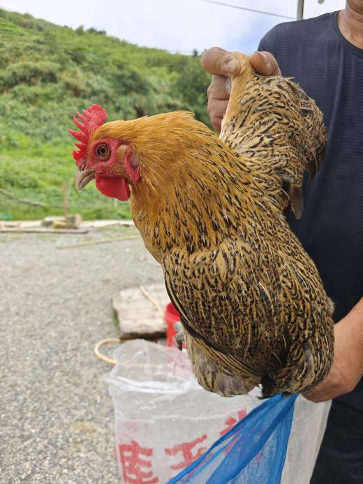 鸡鸭新春礼盒（老饕级） 商品图4